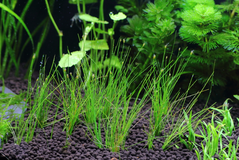 植栽から3日目　ヘアーグラスショート